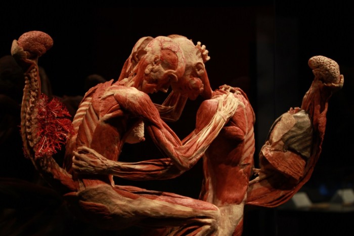 body worlds mostra