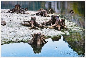 Pina Inferrera Rerum natura, 2012 Stampa a getto d’inchiostro su carta cotone, tiratura 4/5, cm 42x60
