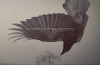 Katatonia - Fall Of Hearts